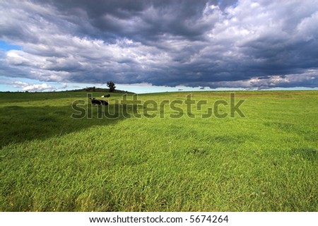 Stunning meadow and cows with amazing dark clouds