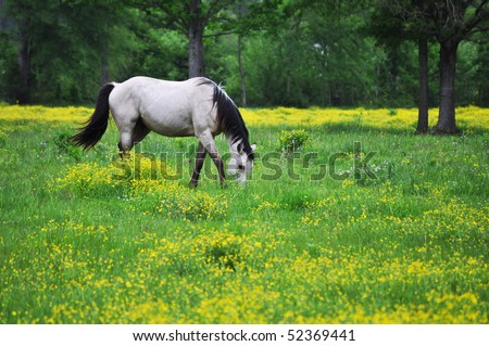 Gelded Buckskin Horse in flowery meadow