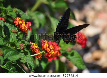 Short-tailed Swallowtail Butterfly on butterfly bush