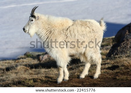 Adult Mountain Goat on Mount Evans, Colorado