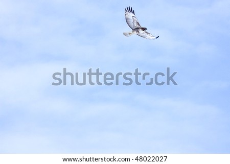 Red-Tailed Hawk soaring. Lots of negative space, soft clouds. Perfect for something with a lot of text.