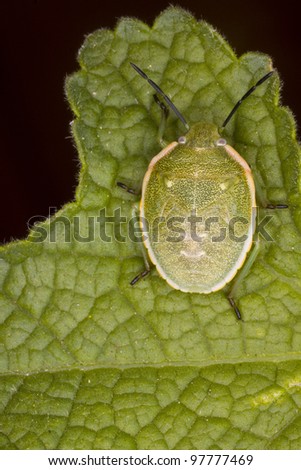 A macro of a green shield bug camouflaged on a green leaf.