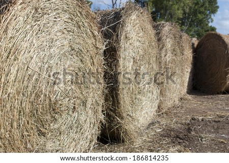 A sheaf of hay in a field of wheat after the harvest