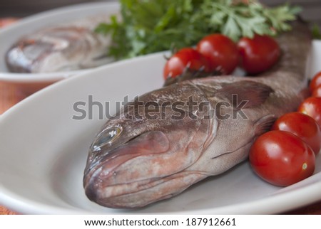 Grouper and dentex, delicious fish of the italian cuisine