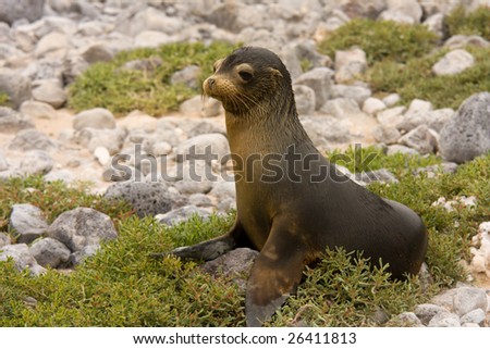 Young Galapagos sea lion (Zalophus wollebaeki, South Plaza Island, Galapagos, Ecuador)