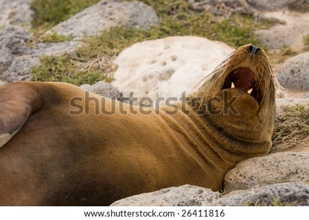 Galapagos sea lion sleeping with open mouth (Zalophus wollebaeki, South Plaza Island, Galapagos, Ecuador)