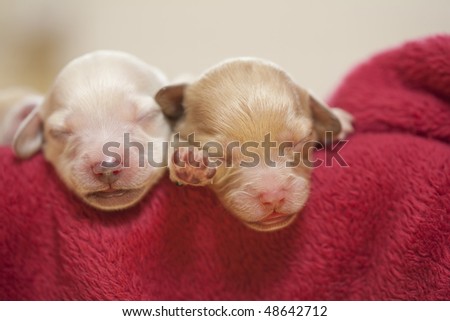 two small new born puppies