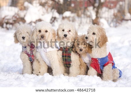group of puppies in snow
