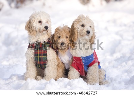 stock photo : group of puppies in snow