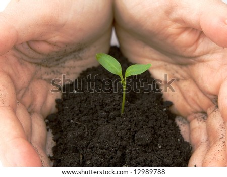 hands guarding sprouting plant isolated against white background