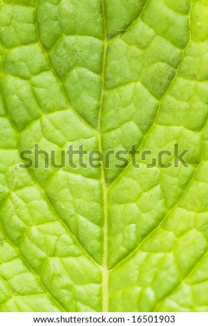 abstract of a fresh green mint leaf