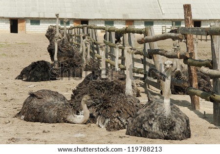 Many ostriches have sat down on sand and bask in the sun