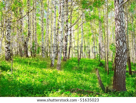 Beautiful birch forest in Siberia