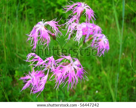 dianthus flower. wild carnation against a background of green grass