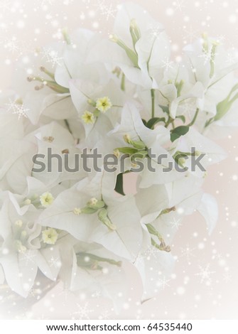 stock photo wedding invitation with bouquet of white flowers bougainville 