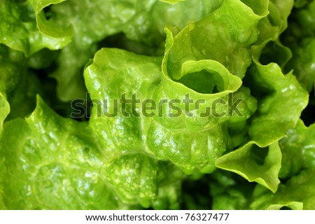 macro view of Butter Lettuce ,extreme close-up