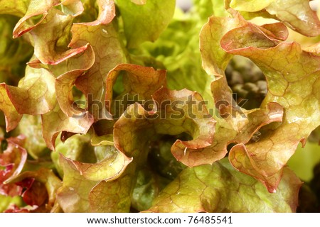 macro view of Butter Lettuce ,extreme close-up