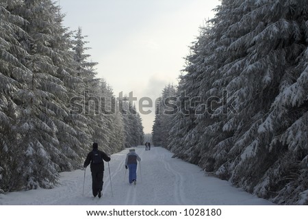 A few people skiing in a snowy winter forest; fir trees form a corridor; the ground is covered by white snow blanket;
