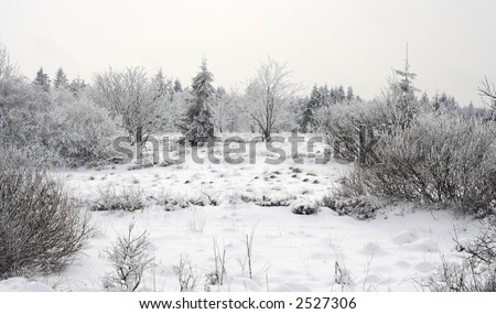 Winter landscape - ground covered by snow, white snowy tree branches