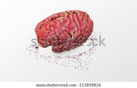 big brain isolated on white background