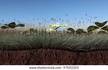 grass and soil section