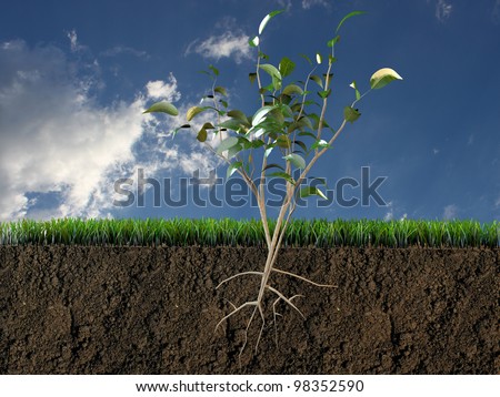 plant in soil section