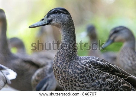 Single duck in focus in a crowd of her friends.  Concept for standing out in the crowd