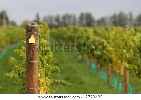 Trellis post in a modern wine vineyard, yellow number tag blanked out.