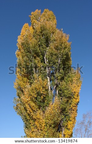 Tall poplar tree at the change of seasons, Autumn is on it\'s way.