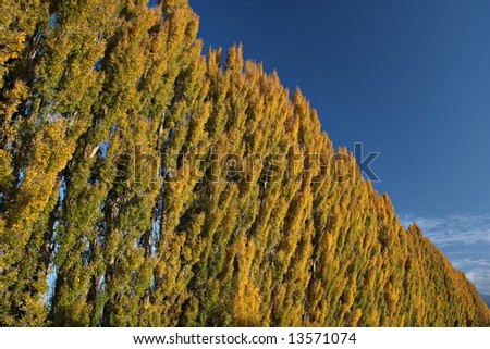Row of tall poplar trees at the change of seasons, Autumn is on it\'s way.