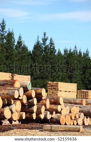 Stacked logs, cut timber and a pine forest, the whole forestry industry