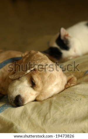 Cat Dog Sleeping