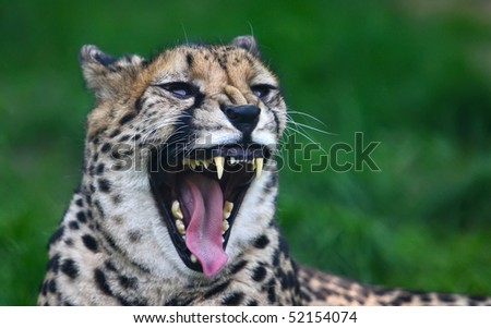 Cheetah with sharp teeth