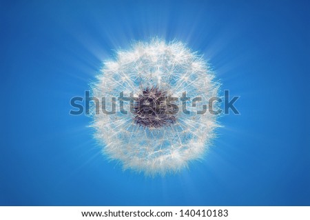 dandelion blowball with light rays on blue background
