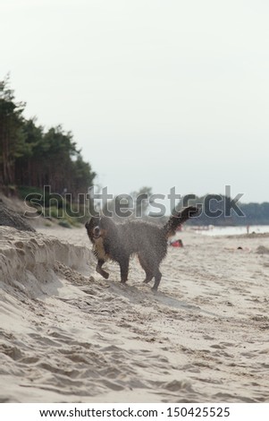bernese mountain dog in water drops walks at summer sea beach