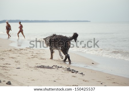 dirty bernese mountain dog walks at summer sea beach