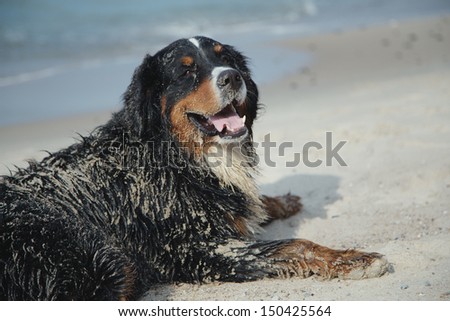 dirty bernese mountain dog lies in sand looks at camera near sea
