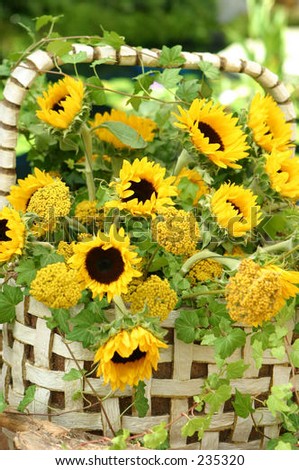 Sunflower display in the garden area in the Bellagio, Las Vegas