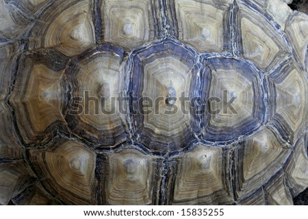 Tortoise shell background
