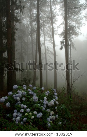 Flowers in forest