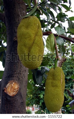 tropical fruit tree bearing two big jack fruit which contained hundred of smaller fruit and seeds