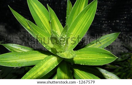 decorative plant found in Malaysia
