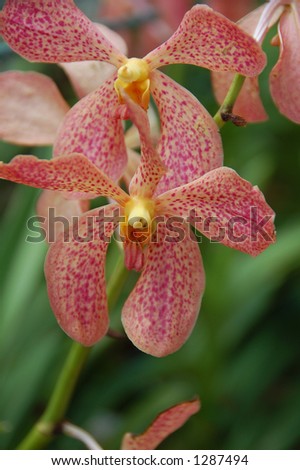 orchid flower in Kuala Lumpur