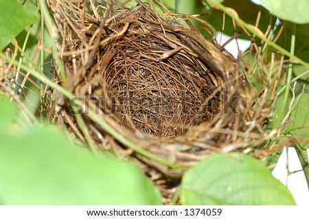 empty nest of  small bird
