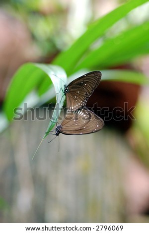 Brown butterfly mating and  resting on leave