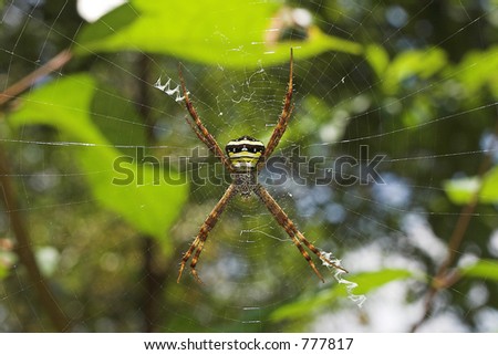 human face spider