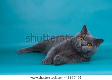 british short-hair cat