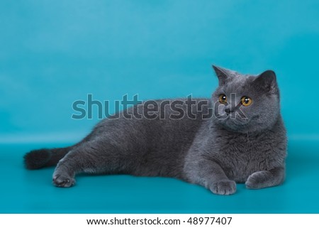 british short-hair cat