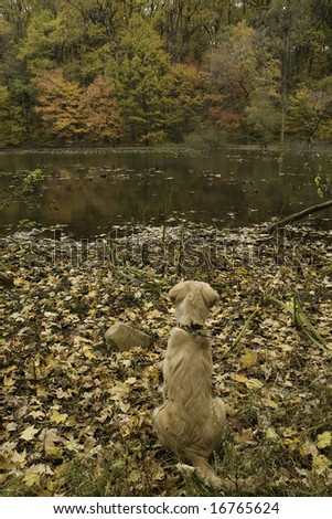 golden retriever enjoying the fall view at the lake