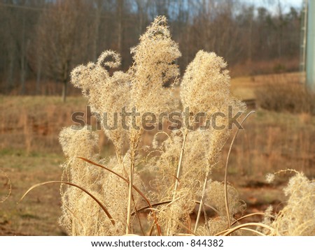 Brown winter grass